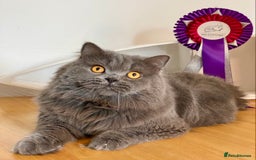British Longhair cats for sale: Champion line kittens with excellent pedigrees - Image 22