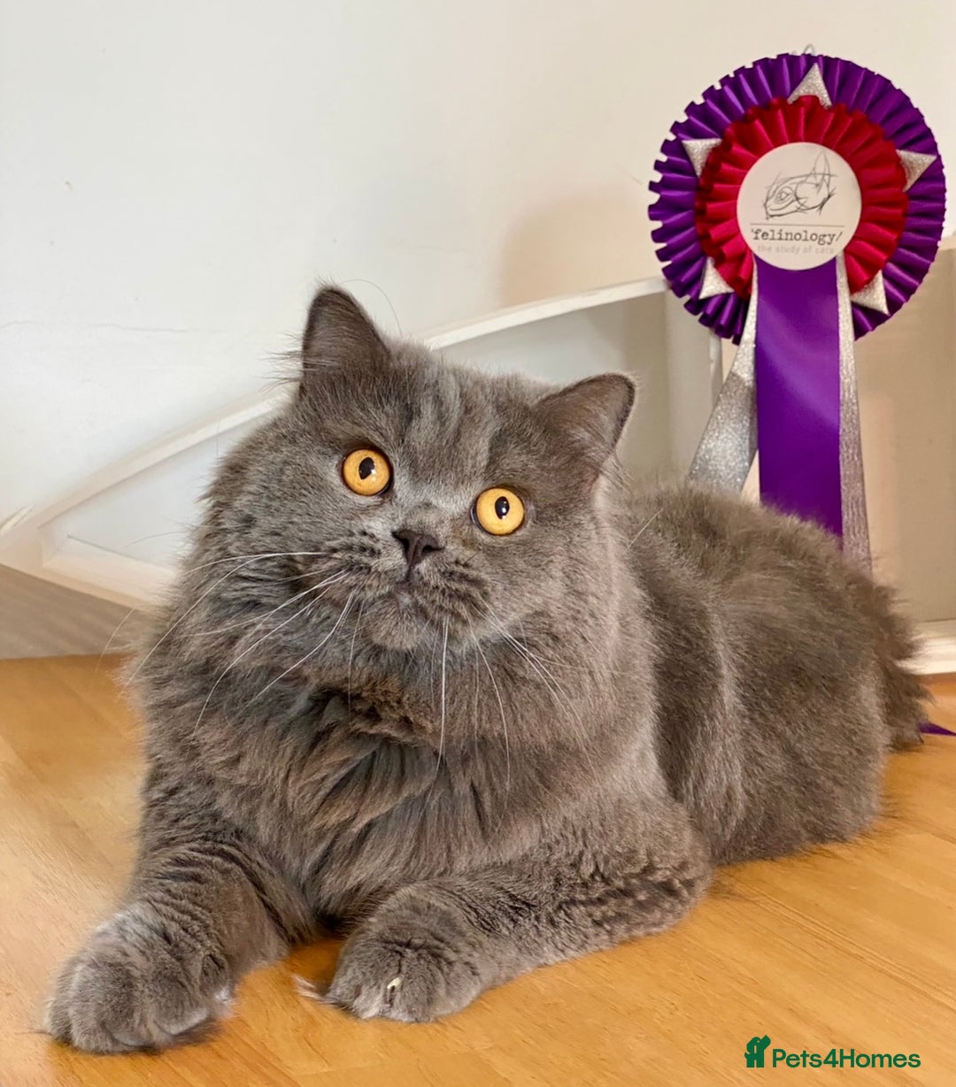 British Longhair cats for sale: Champion line kittens with excellent pedigrees - Image 22