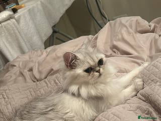 Mixed Breed cats PERSIAN / BSH - Advert 5