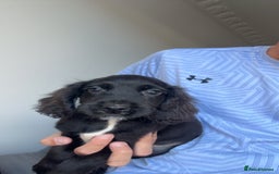 Cocker Spaniel dogs for sale: Cocker spaniel puppies  - Image 1