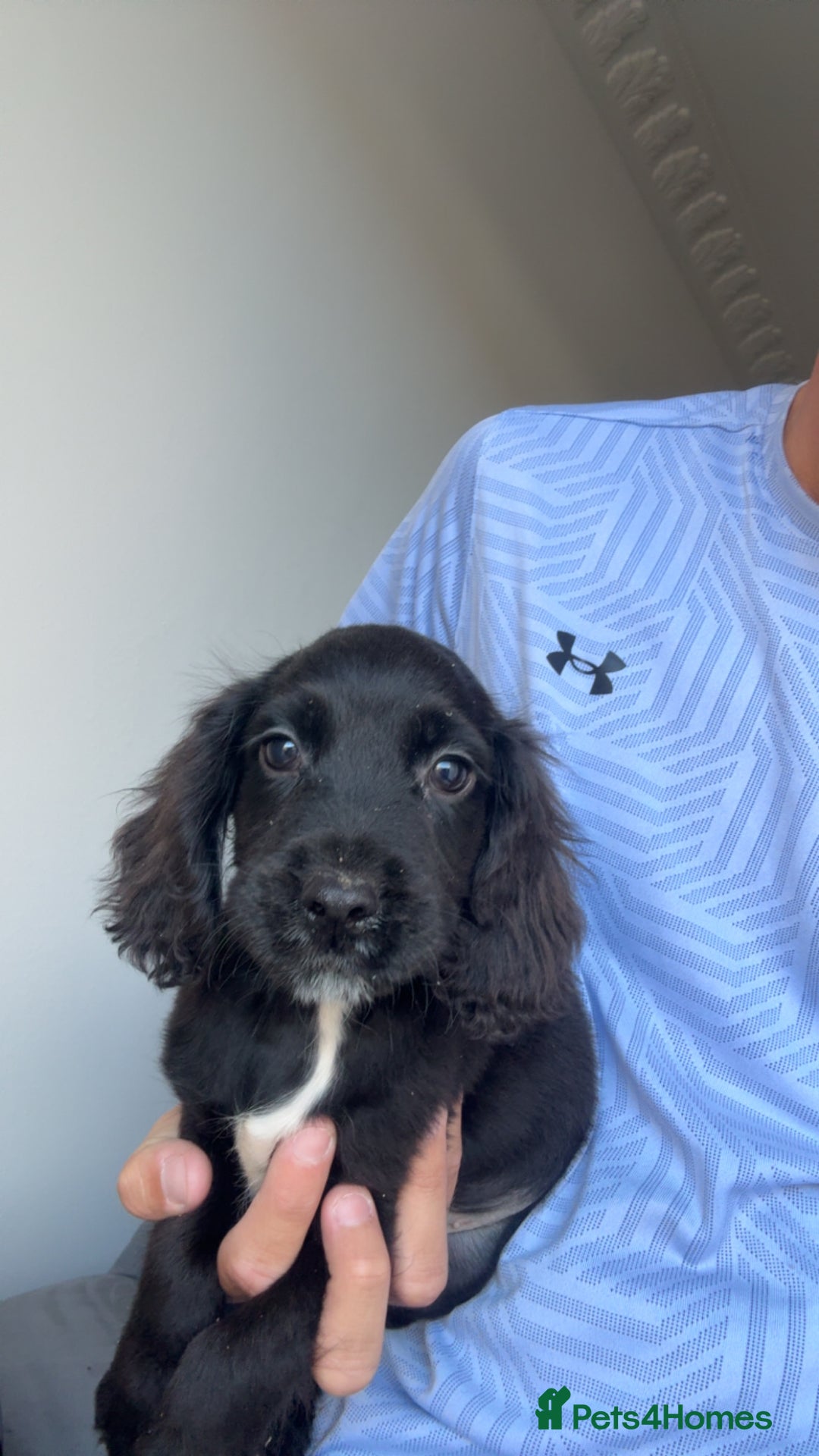 Cocker Spaniel dogs for sale: Cocker spaniel puppies  - Image 1