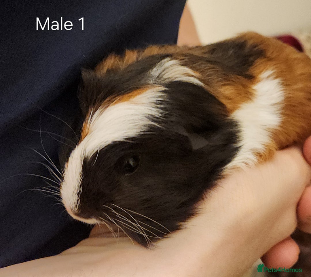 Guinea Pig rodents for sale: 2 Adorable Guinea Pups - Image 2