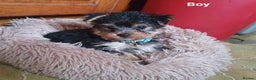 Yorkshire Terrier dogs for sale: Yorkshire terrier puppies 2 girls  - Advert 25