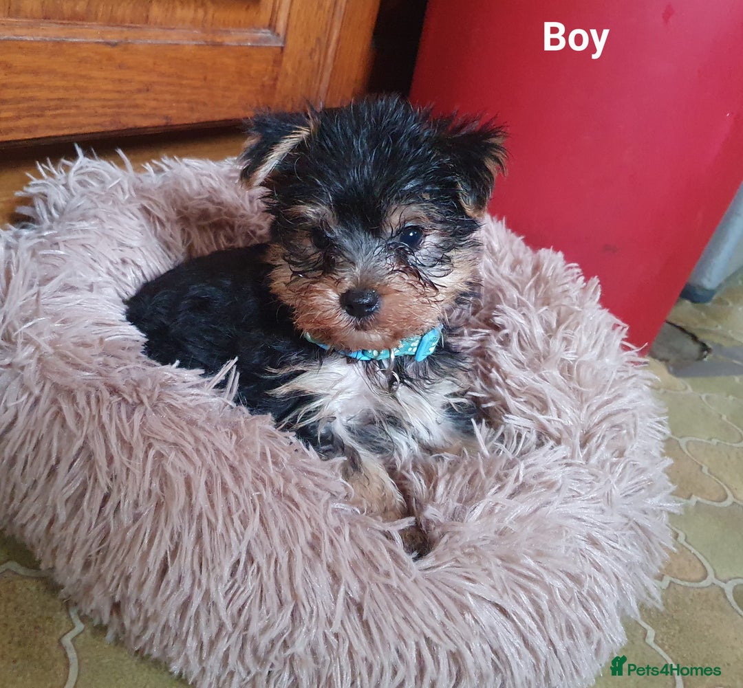 Yorkshire Terrier dogs for sale: Yorkshire terrier puppies 2 girls  - Advert 25