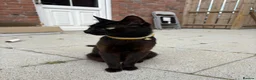 Bombay cats for sale: 1 year old cat  - Advert 4