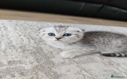 Scottish Fold cats for sale: Beautiful Scottish fold kittens  - Image 13