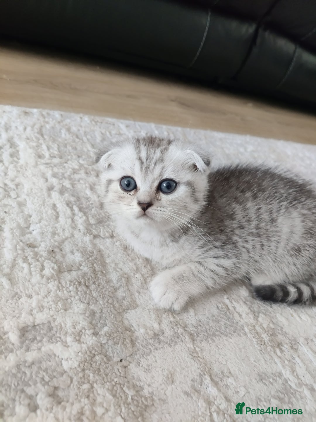 Scottish Fold cats for sale: Beautiful Scottish fold kittens  - Image 13