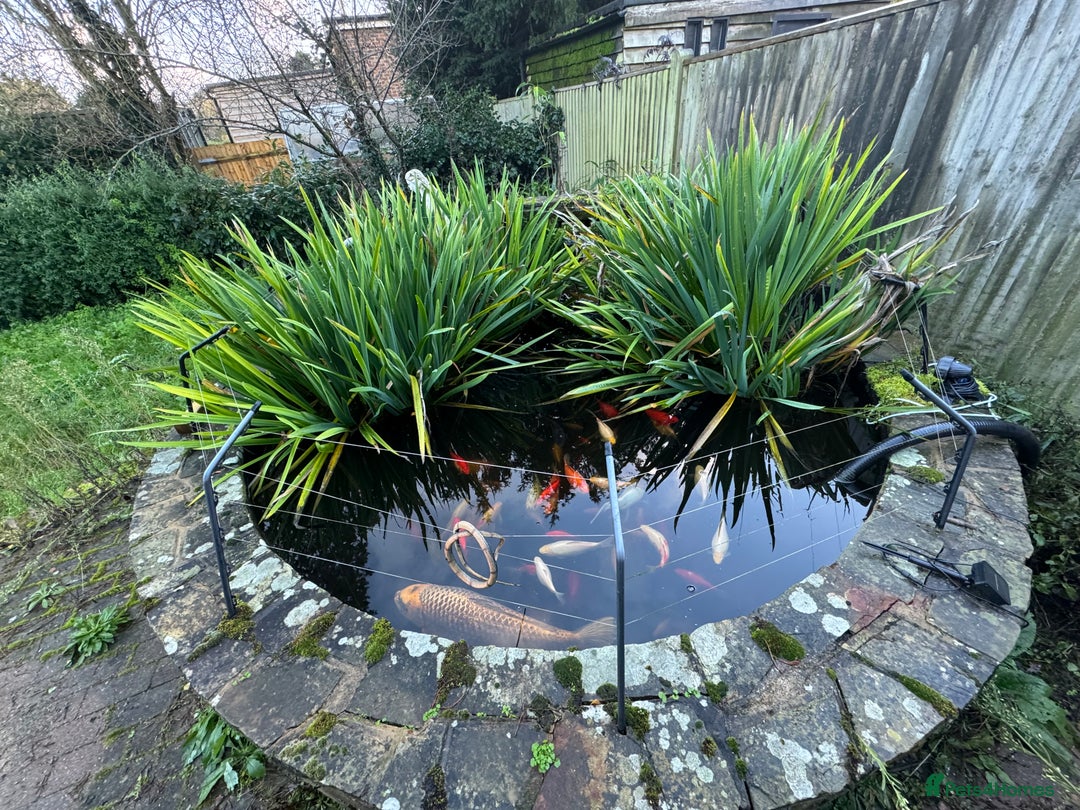 Koi Carp fish for sale: School of Koi/Koi carp  - Advert 4