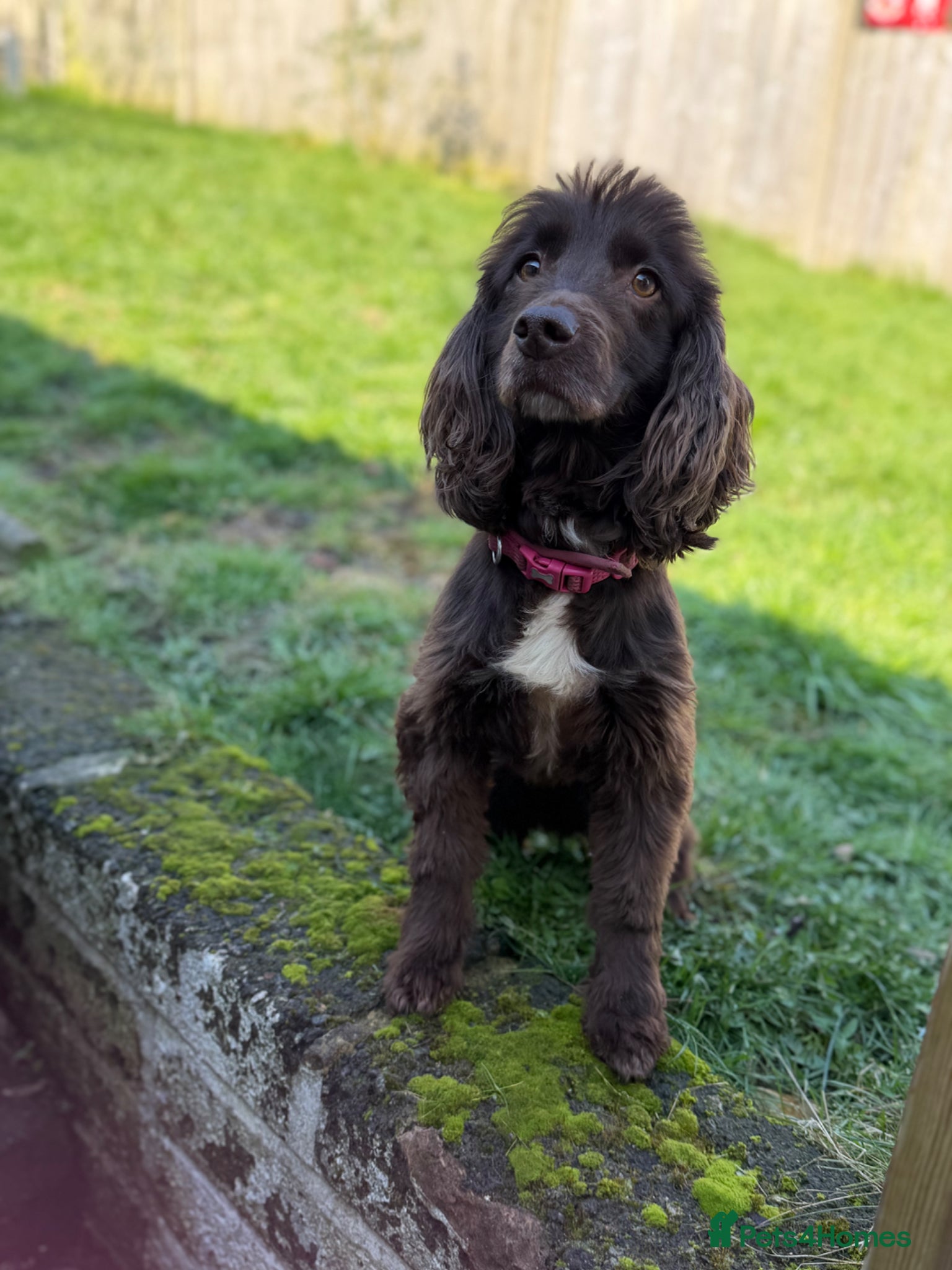 Sprocker dogs Female sprocker spaniel *NOT A PUPPY* - Advert 12