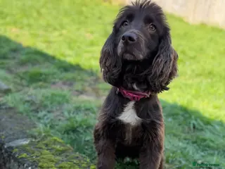 Sprocker dogs Female sprocker spaniel *NOT A PUPPY* - Advert 1