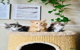 Norwegian Forest Cat cats for sale: Full FIFe pedigree Norwegian Forest Kittens  in Normanton - Image 9