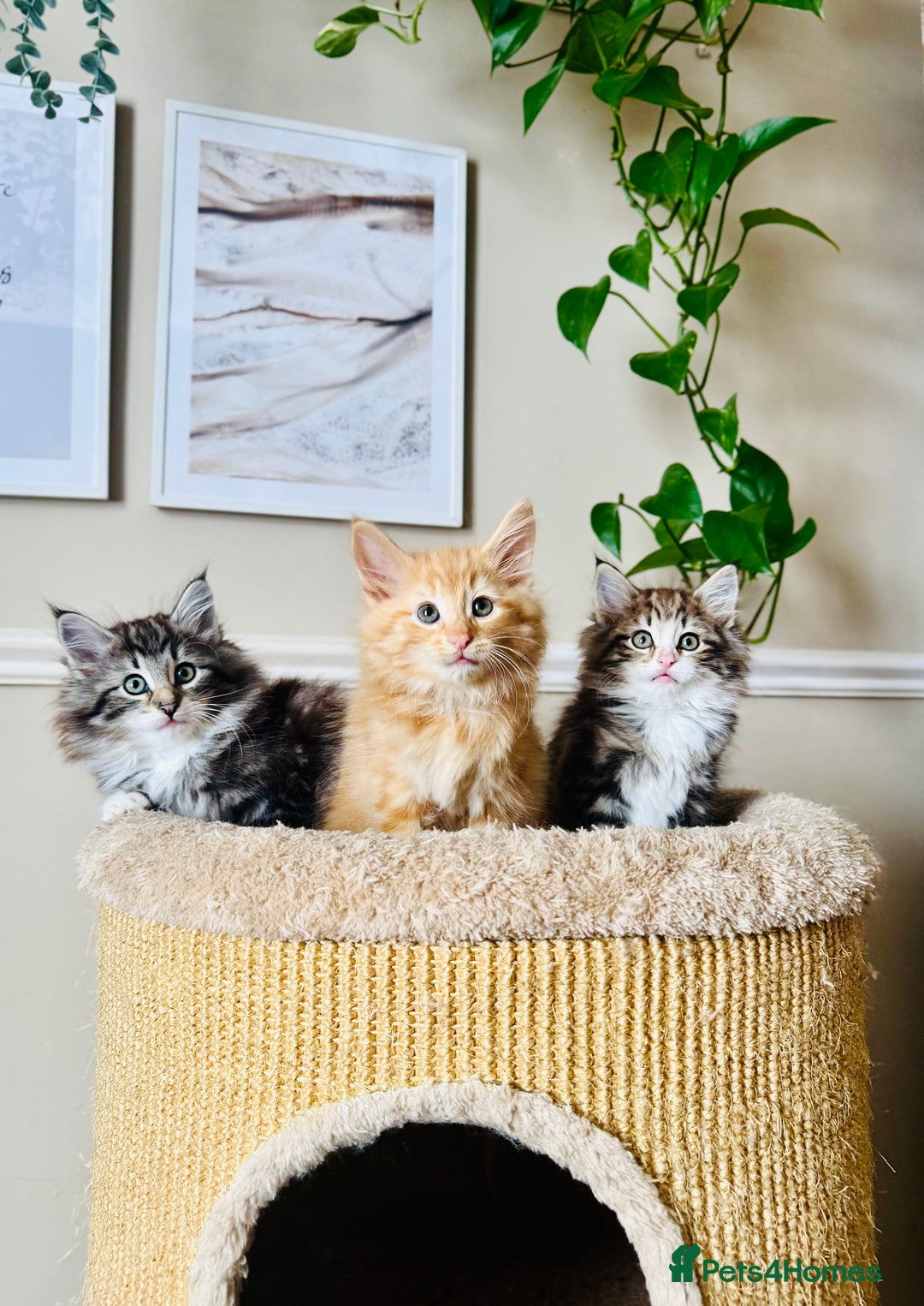 Norwegian Forest Cat cats for sale: Full FIFe pedigree Norwegian Forest Kittens  in Normanton - Image 9