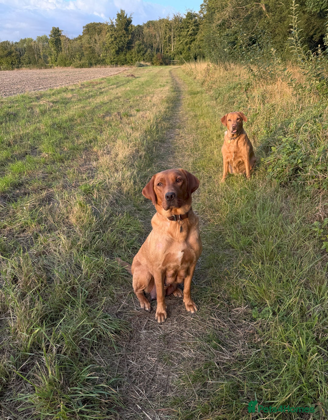 Labrador Retriever dogs for sale: Fox Red Puppies for Sale - Image 2