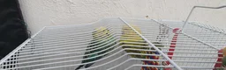 Budgerigars birds for sale: Budies for sale in Northampton - Advert 7