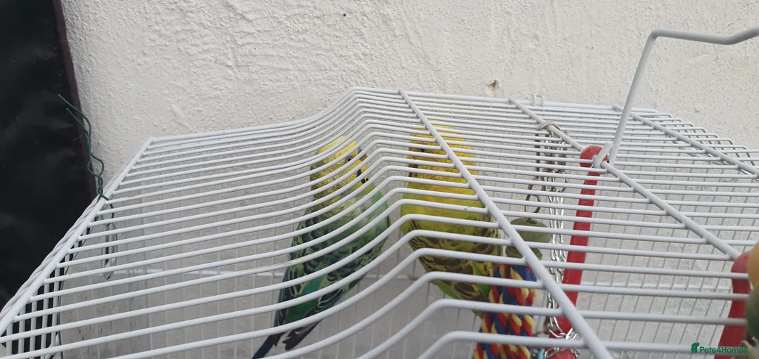 Budgerigars birds for sale: Budies for sale in Northampton - Advert 7