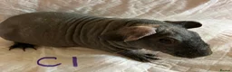Guinea Pig rodents for sale: Well handled skinny pigs and one teddy boy.  - Advert 14