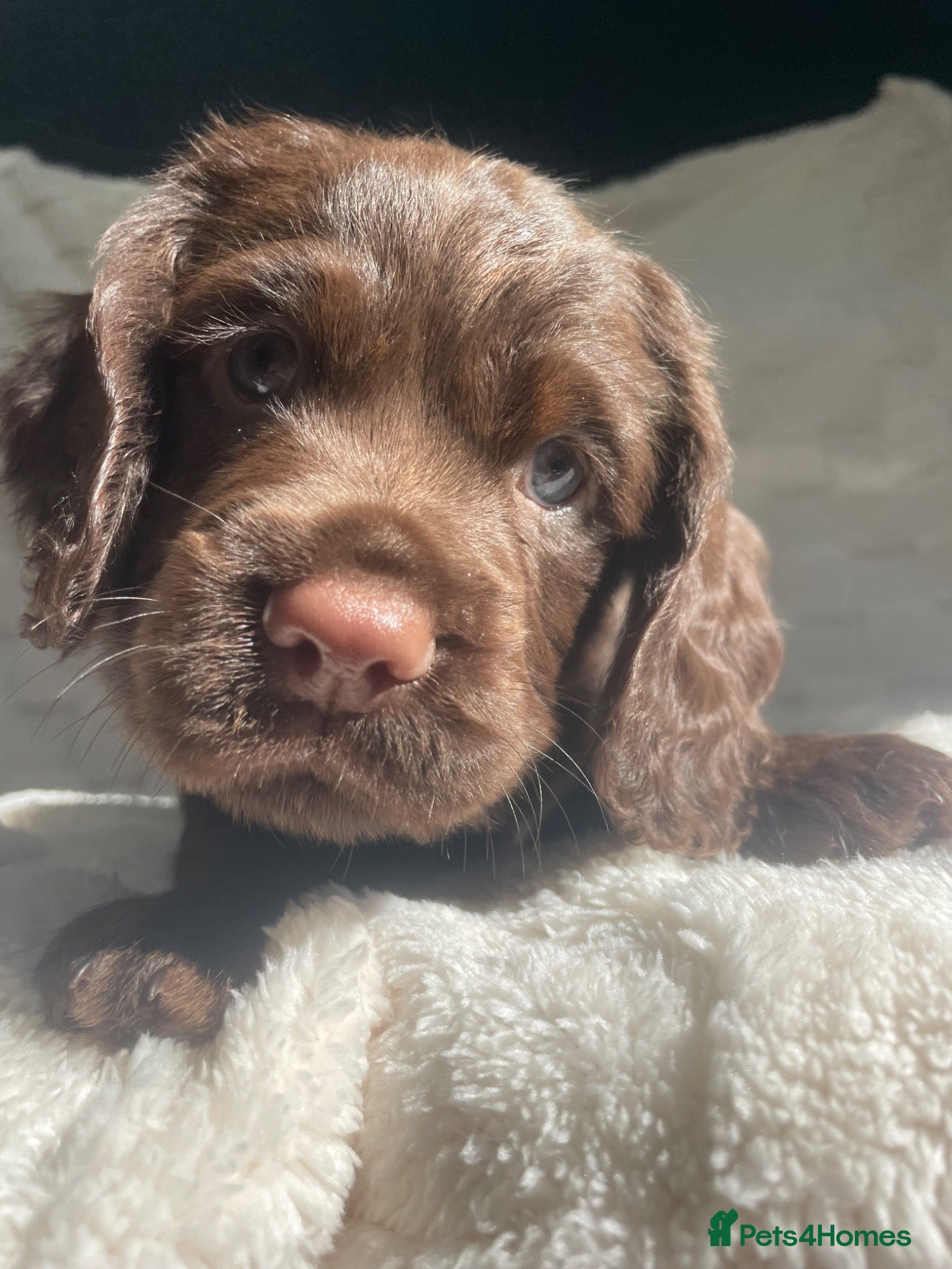 Cocker Spaniel dogs LAST Gorgeous blue eyed boy working cocker spaniel - Advert 2