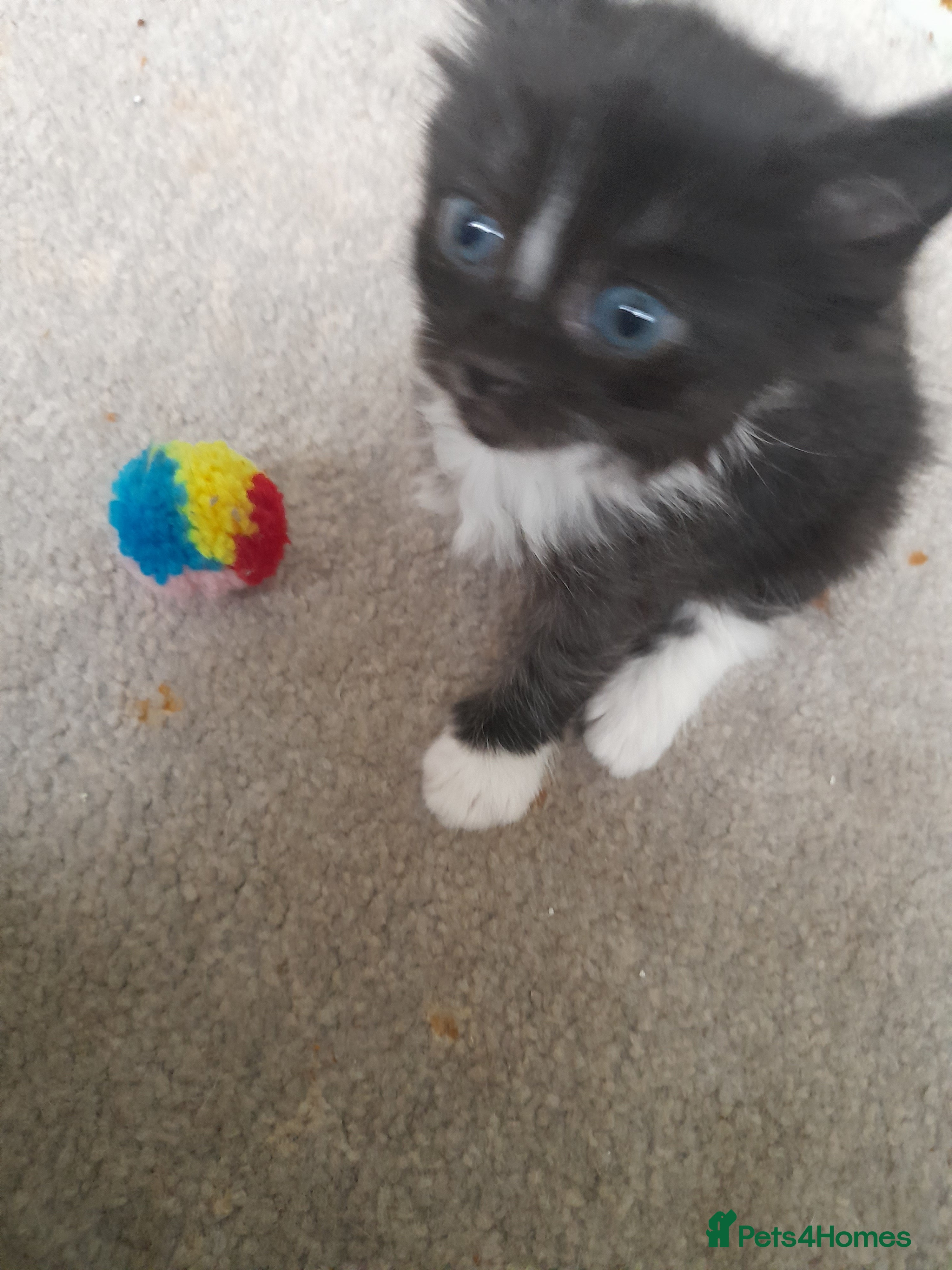 Bengal cats Little girl ready now 💜 - Advert 2