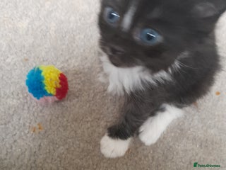 Bengal cats Little girl ready now 💜 - Advert 5