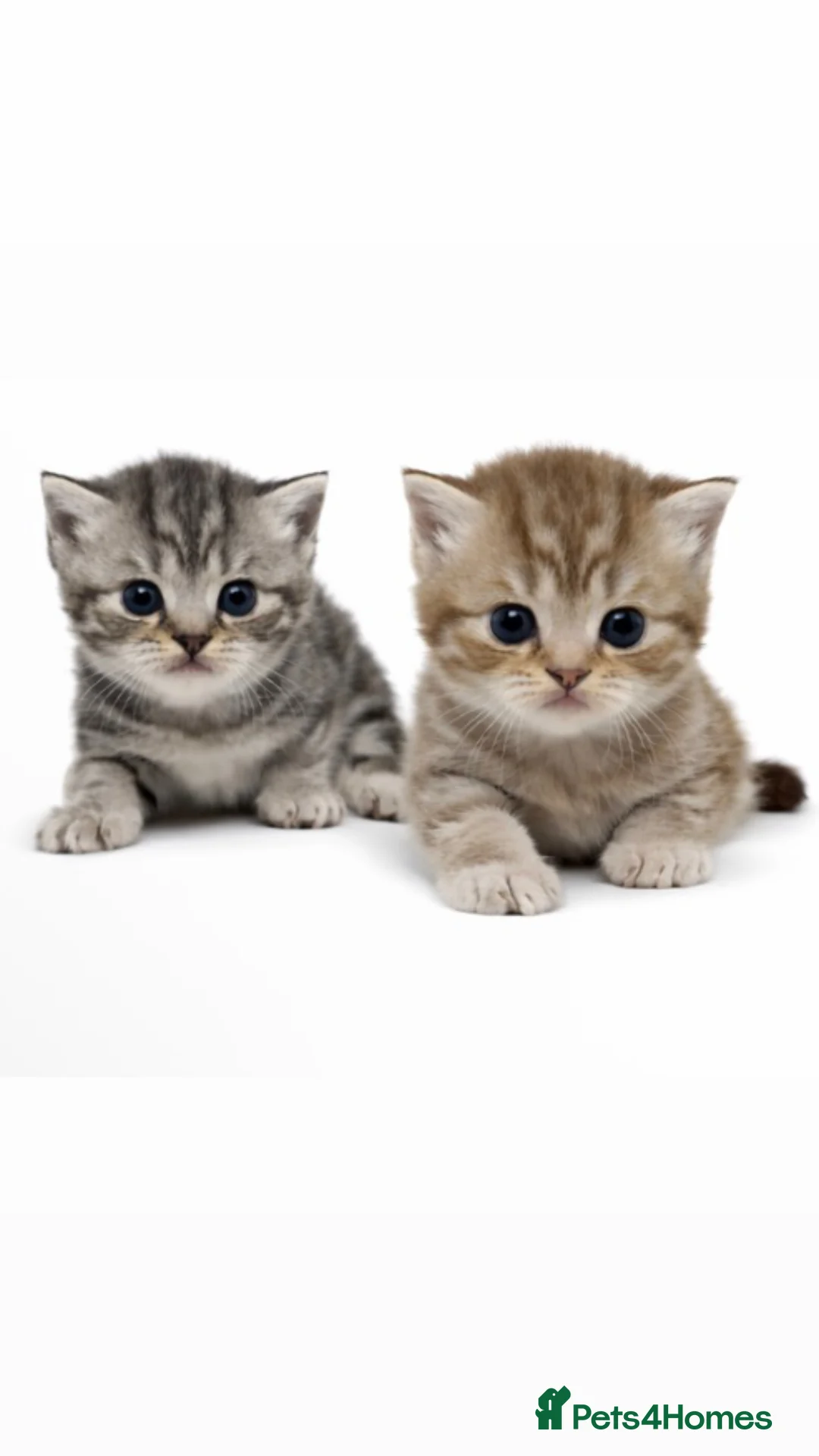 British Shorthair cats for sale: GCCF Bi-colour BSH kittens - Advert 1