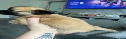 Chihuahua dogs for sale: ❌❌❌ STUNNING CHIHUAHUA PUPs ❌❌❌ - Advert 7