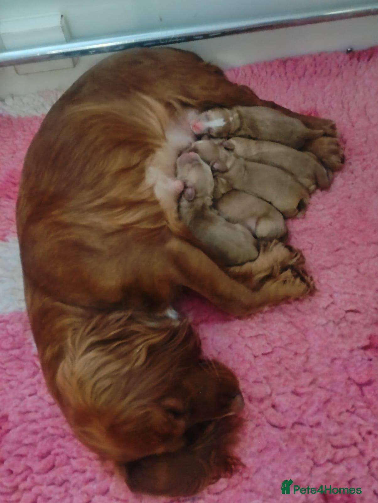 Cocker Spaniel dogs COCKER SPANIEL KC REG FULLY HEALTH TESTED PARENTS  - Advert 2