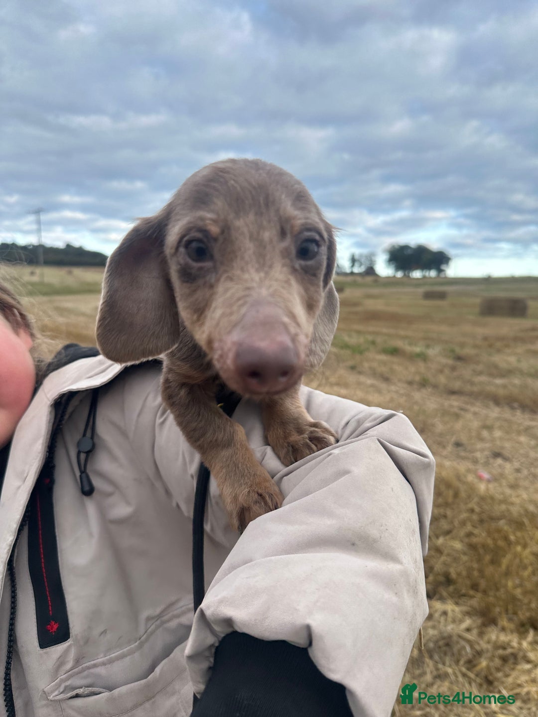 Miniature Dachshund dogs for sale: Beautiful long haired dachshund  - Image 4