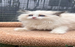 Ragdoll cats for sale: TICA EU pure Ragdoll boys & girls available  in London - Image 4