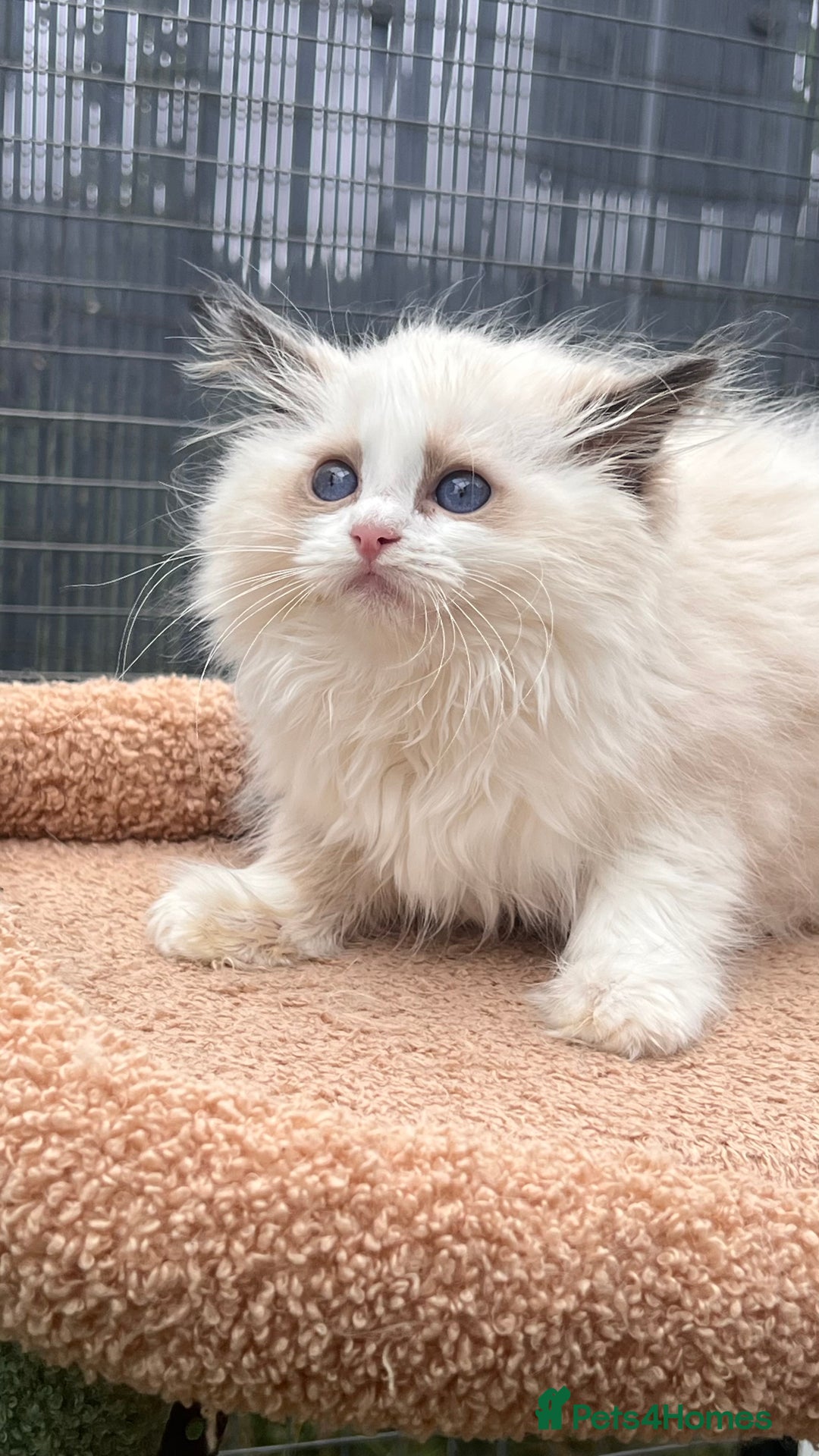 Ragdoll cats for sale: TICA EU pure Ragdoll boys & girls available  in London - Image 4