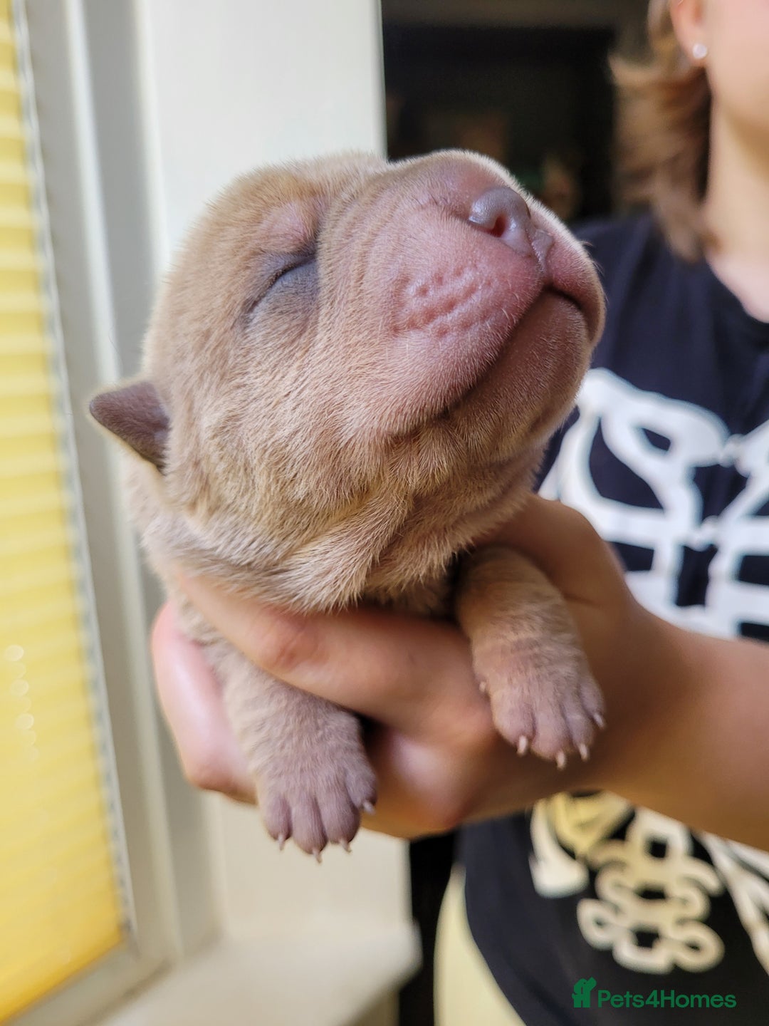 Shar Pei dogs for sale: Shar Pei Puppies - Image 3