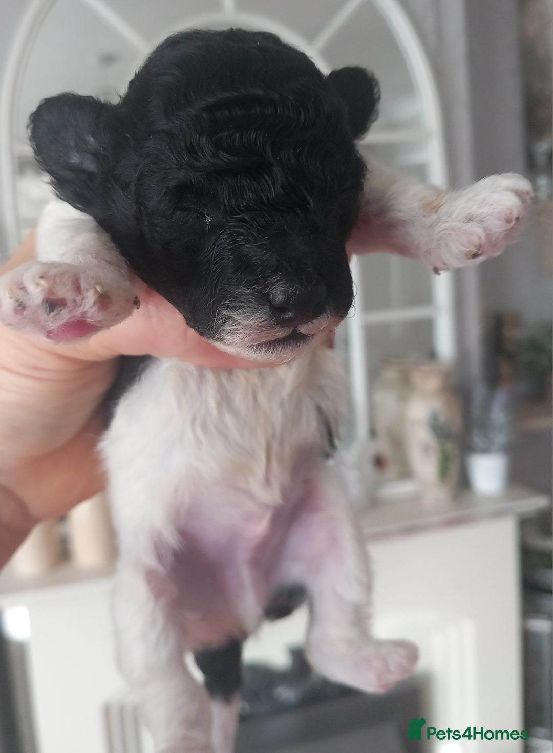Toy Poodle dogs for sale: **1 PARTI BOY AVAILABLE**READY 21st DECEMBER** - Advert 28