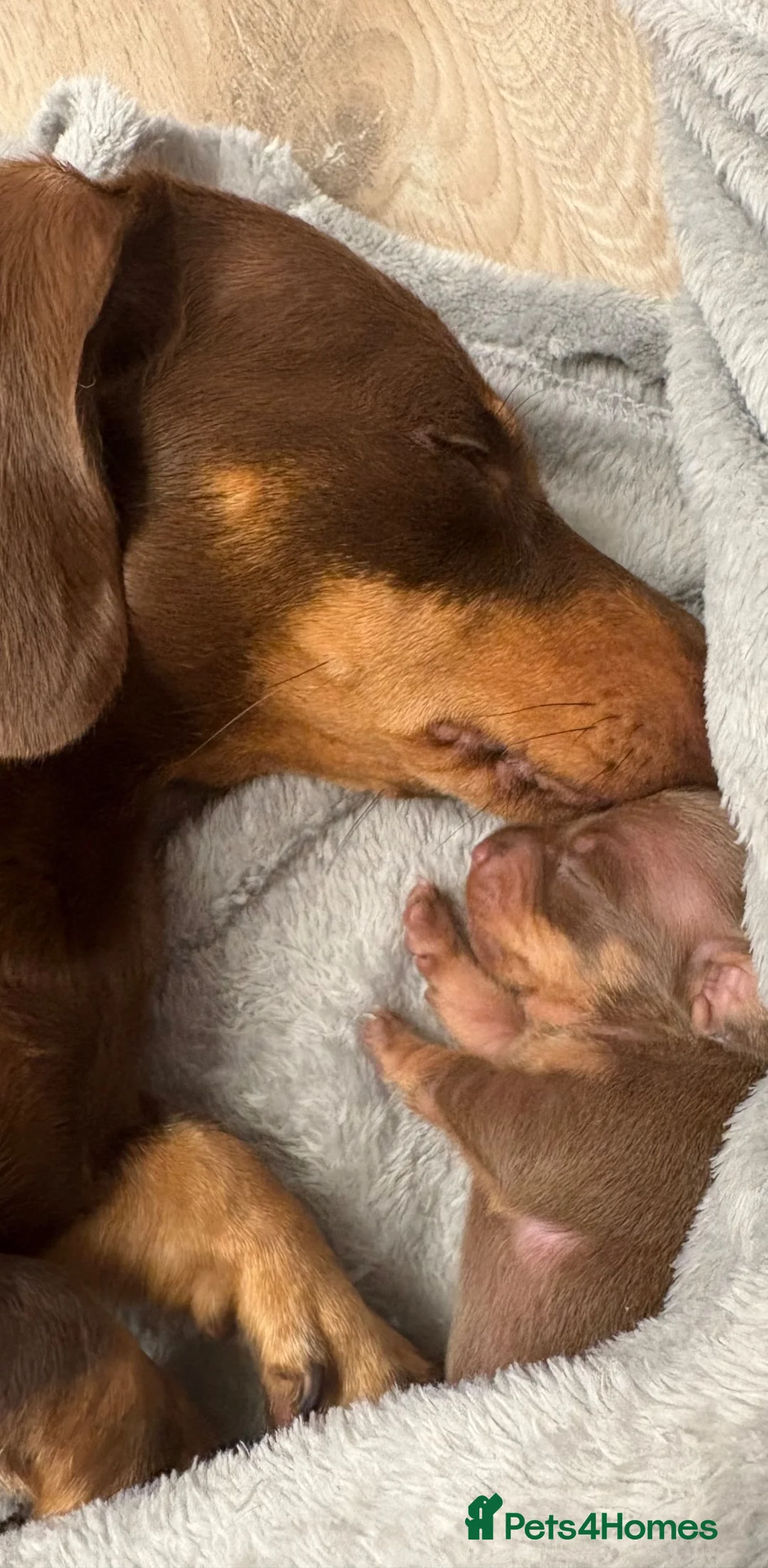 Miniature Dachshund dogs for sale: Choc n tan miniature dachshunds  - Advert 2