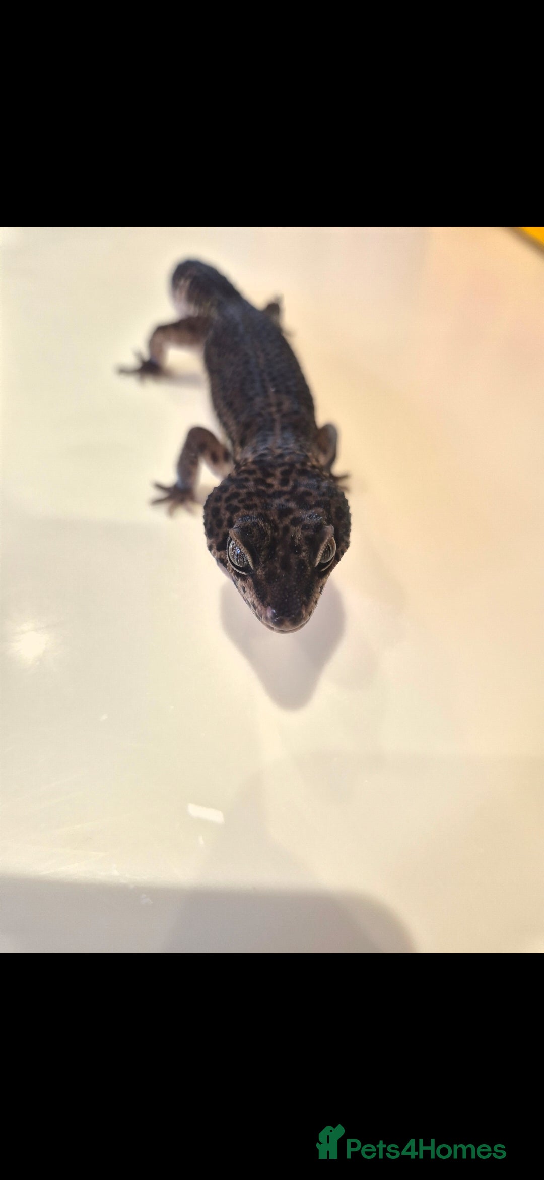 Leopard Gecko reptiles for sale: Male Black Night Leopard Gecko - Image 1