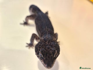 Leopard Gecko reptiles - Advert 2
