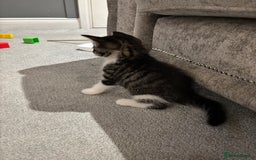 Mixed Breed cats for sale: Kittens for sale  - Image 3