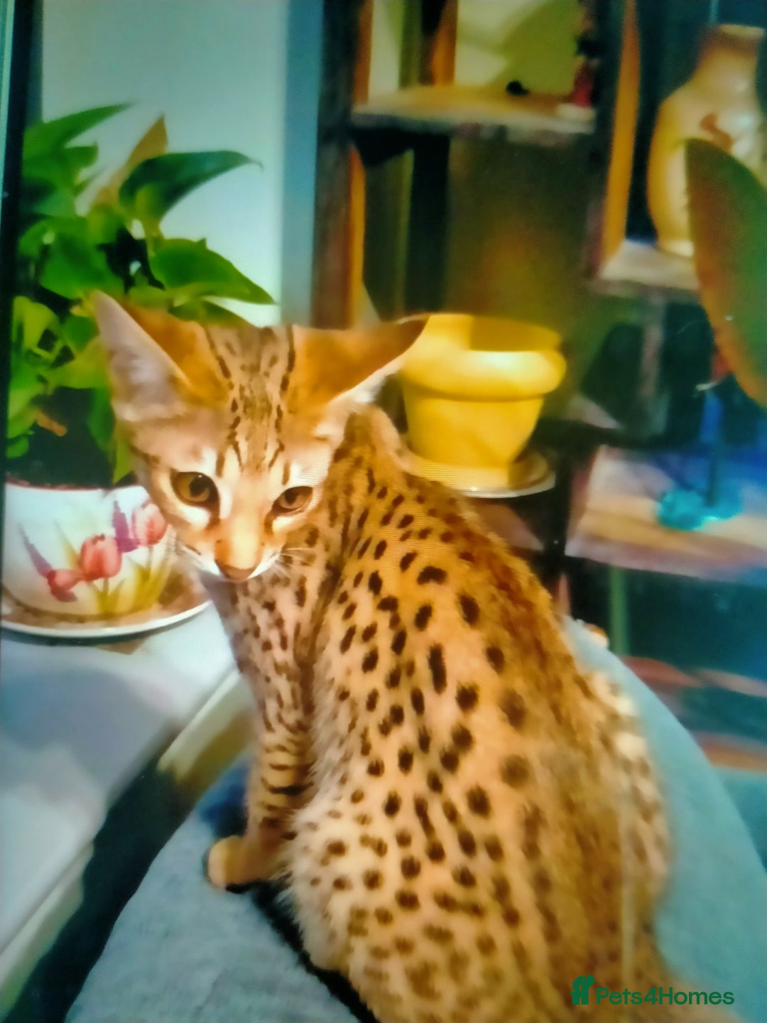 Savannah cats for sale: F3 savannah girls Tica reg + silver boy - Image 5