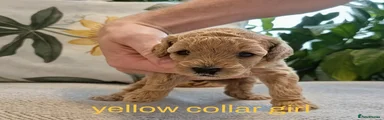 Yellow Collar Girl