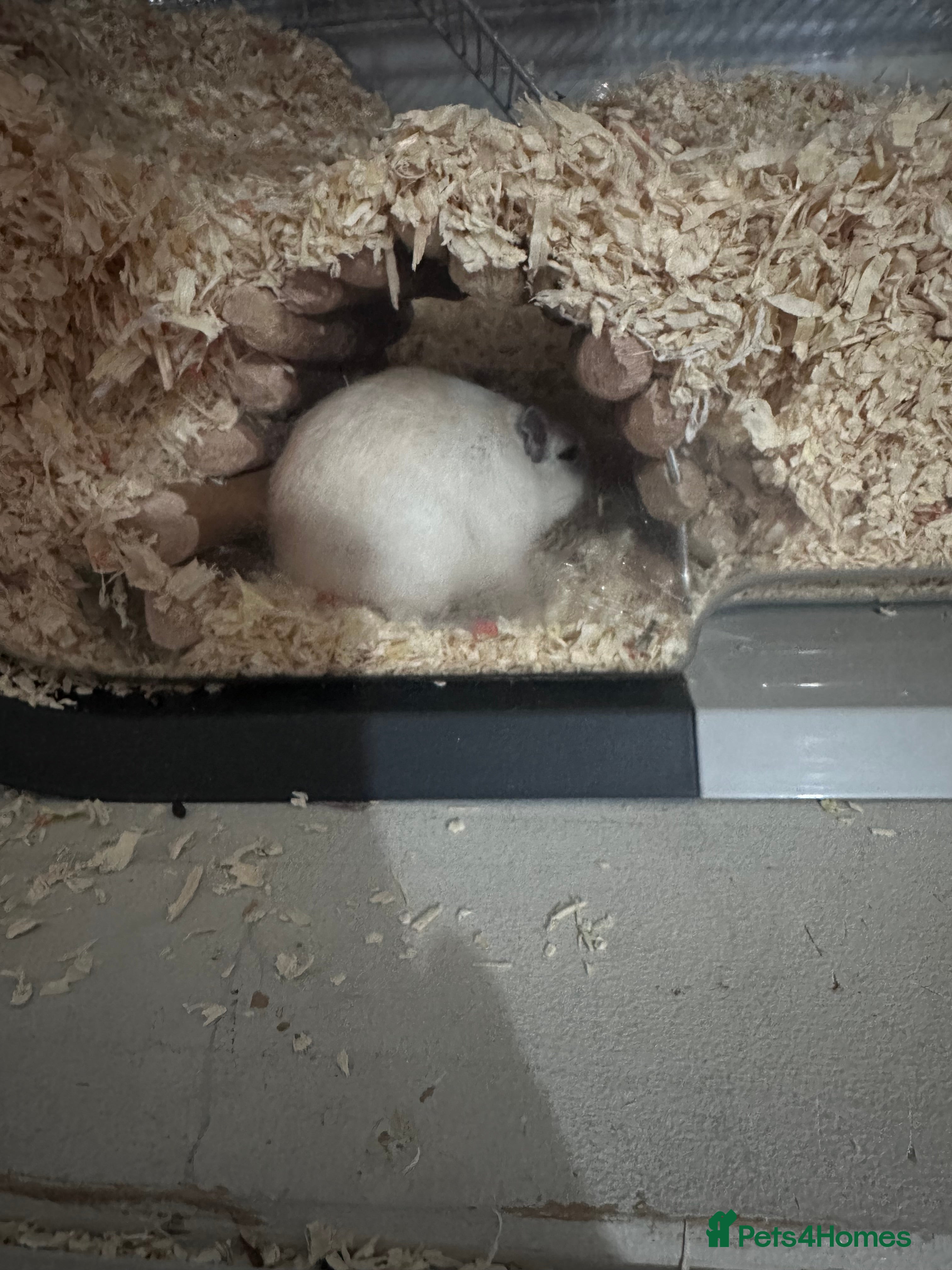 Gerbil rodents 2x FEMALE gerbils  - Advert 1