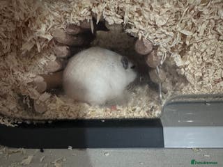 Gerbil rodents 2x FEMALE gerbils - Advert 1