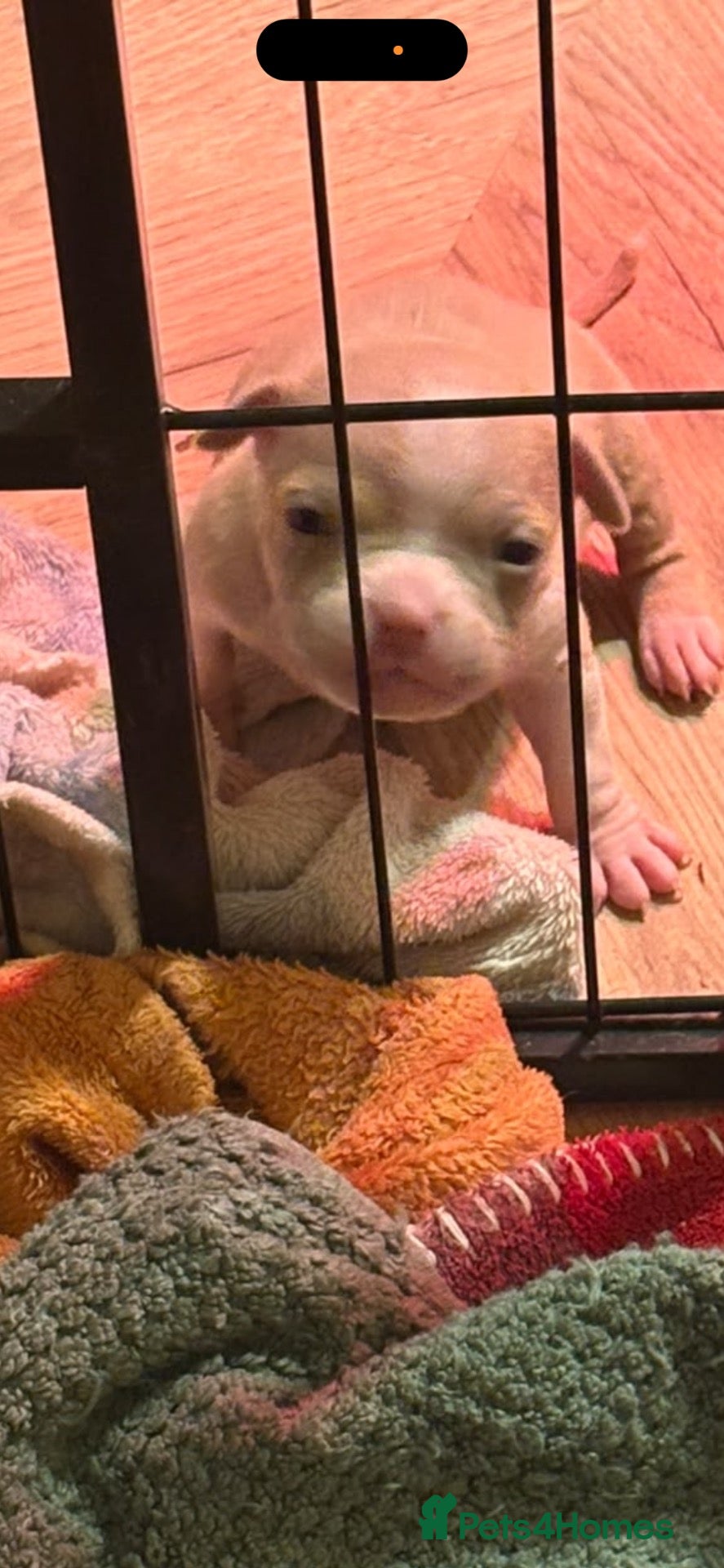 American Bully dogs for sale: American Bully pocket - Advert 2