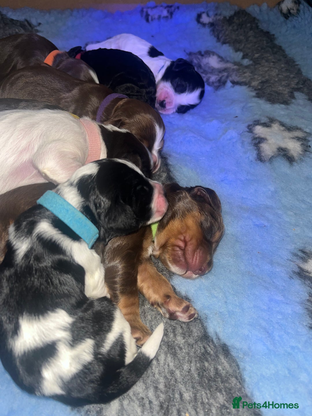 Cockapoo dogs for sale: Stunning litter of f1b cockapoo puppies  - Image 12