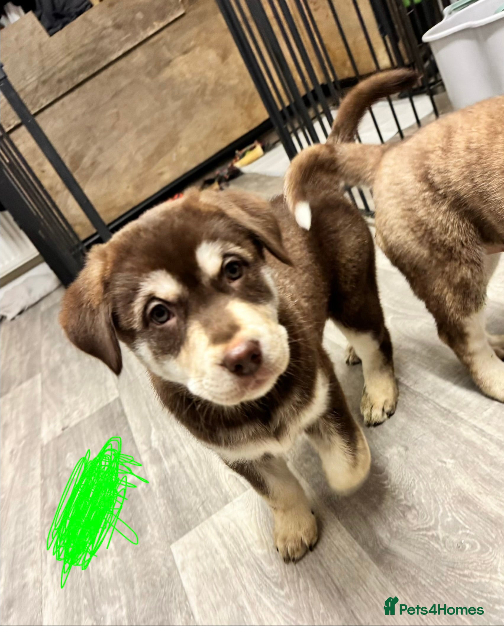 Mixed Breed dogs Beautiful huskadors - Advert 13