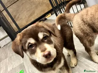 Mixed Breed dogs Beautiful huskadors - Advert 13