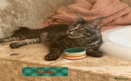 Maine Coon cats for sale: ✨pedigree maine coon kittens - Extra Large lines ✨ - Advert 7