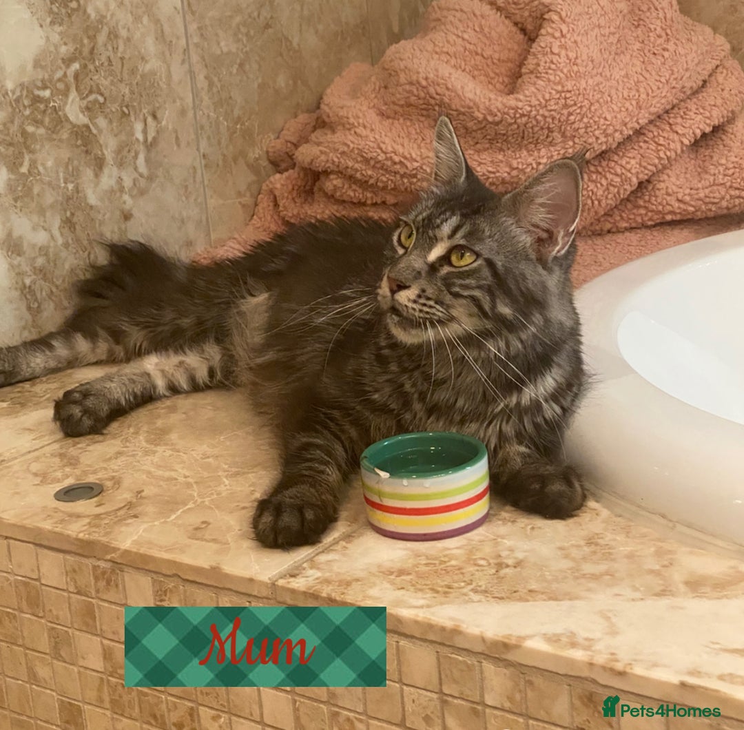 Maine Coon cats for sale: ✨pedigree maine coon kittens - Extra Large lines ✨ - Advert 7