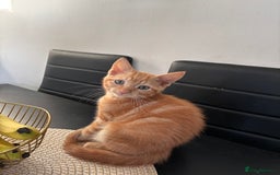 British Shorthair cats for sale: Kitten - Image 8