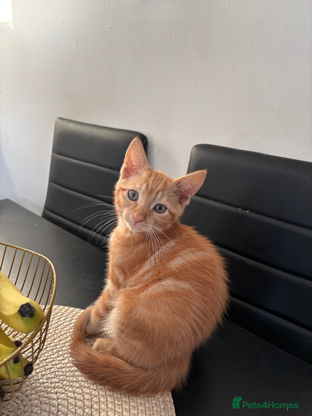 British Shorthair cats for sale: Kitten - Image 8