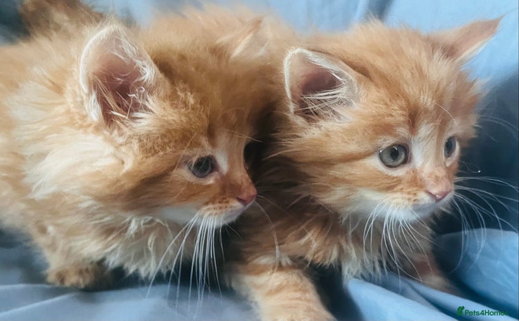 Mixed Breed cats - Advert 10