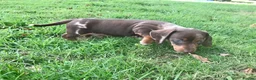 Miniature Dachshund dogs for stud: Stud — Miniature Dachshund in Exeter - Advert 10