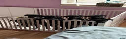 Borador dogs for sale: Borador puppies for sale  - Advert 5